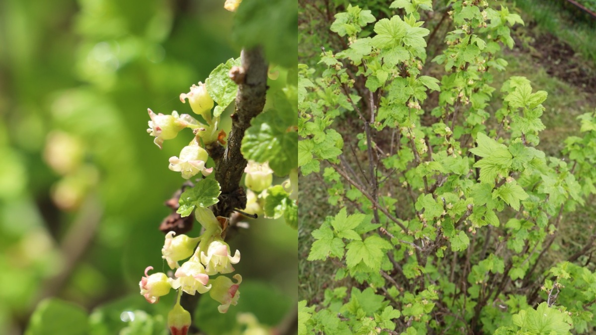 Момент истины — почки набухли, но еще не раскрылись. Самое время для азота
