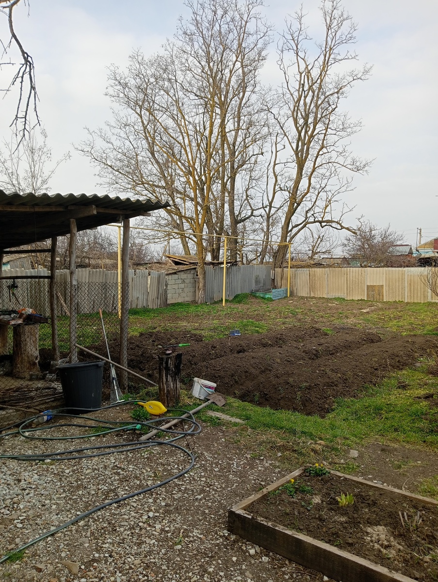 Фото автора, огород