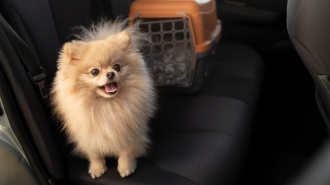 Фото: https://ru.freepik.com/free-photo/cute-dog-with-carrier-car_38689839.htm#