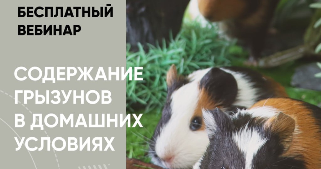 Приглашаем на БЕСПЛАТНЫЙ вебинар «Содержание грызунов в домашних условиях: кролики, шиншиллы и морские свинки
