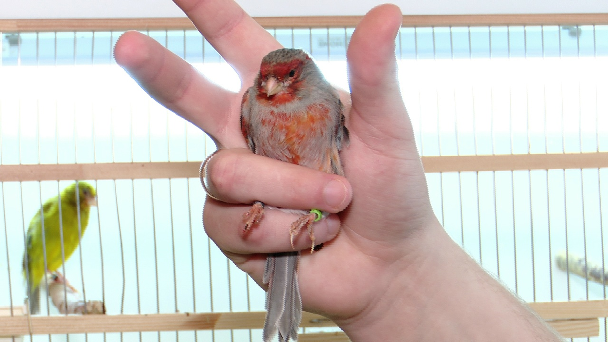 Маленькие птички с большим потенциалом 