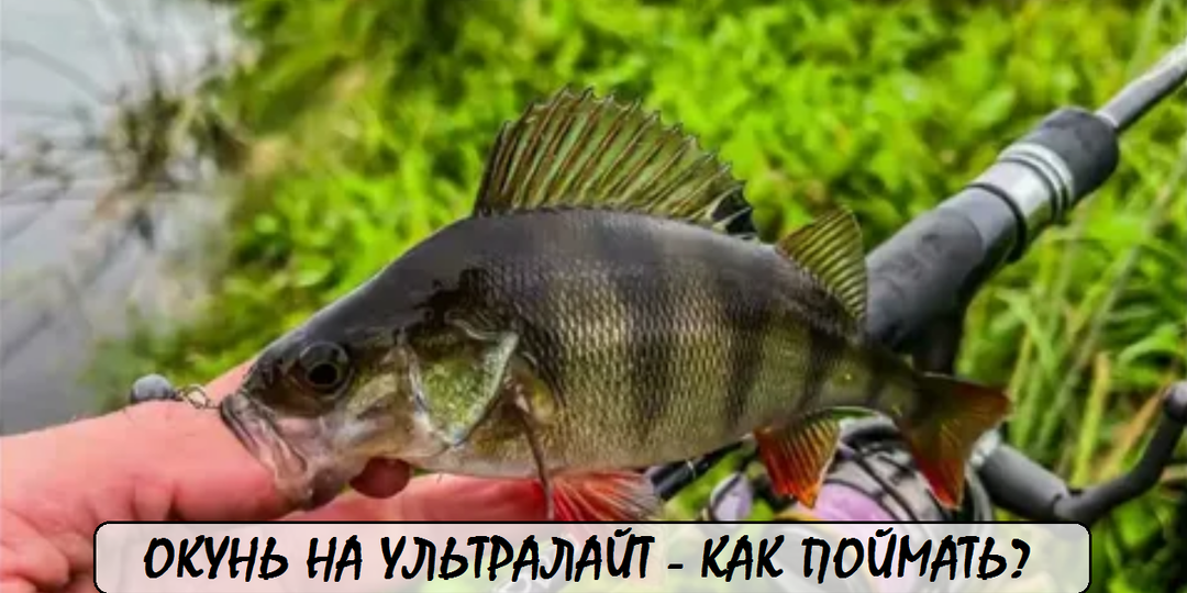 Толстые приманки на тонких лесках: как поймать трофейного окуня на ультралайт 🎯