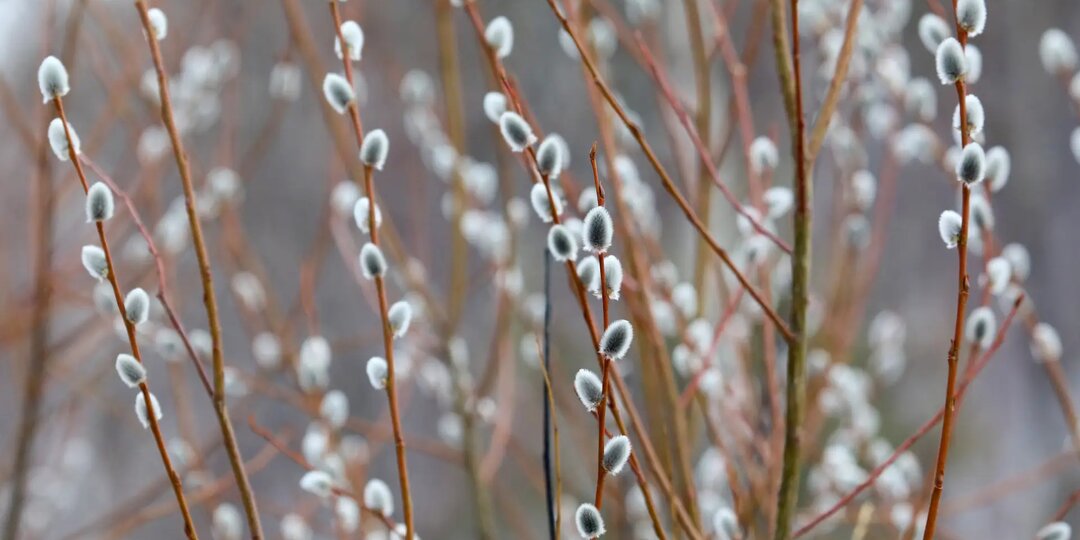 Раньше обычного на челябинском Таганае зацвела верба и проснулись бабочки