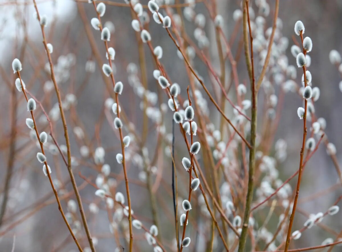     © РИА Новости. Илья Наймушин