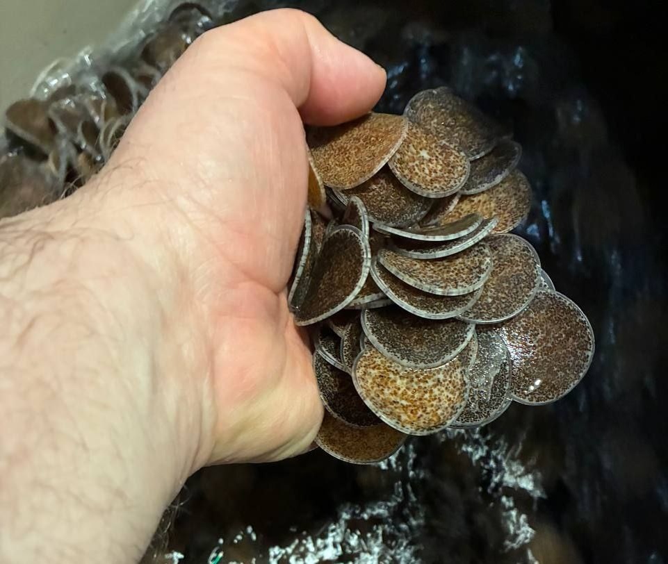 Фото: RAS Consulting