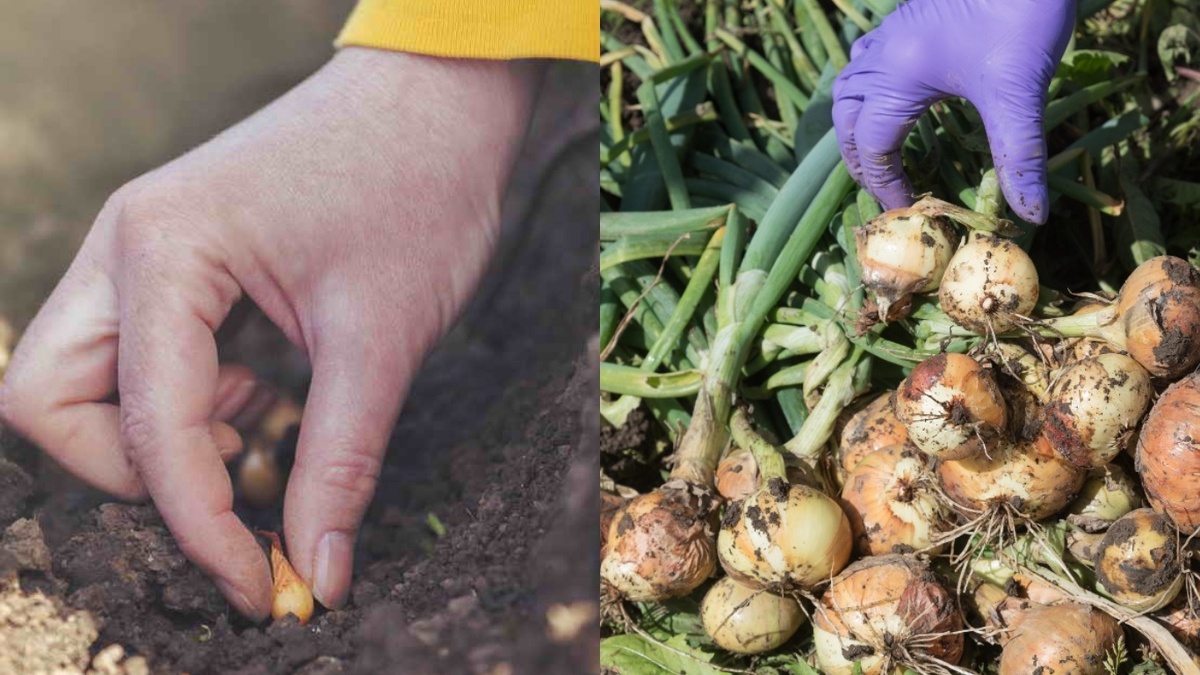 Слева — посадочный материал размером с горошину. Справа — результат к августу.