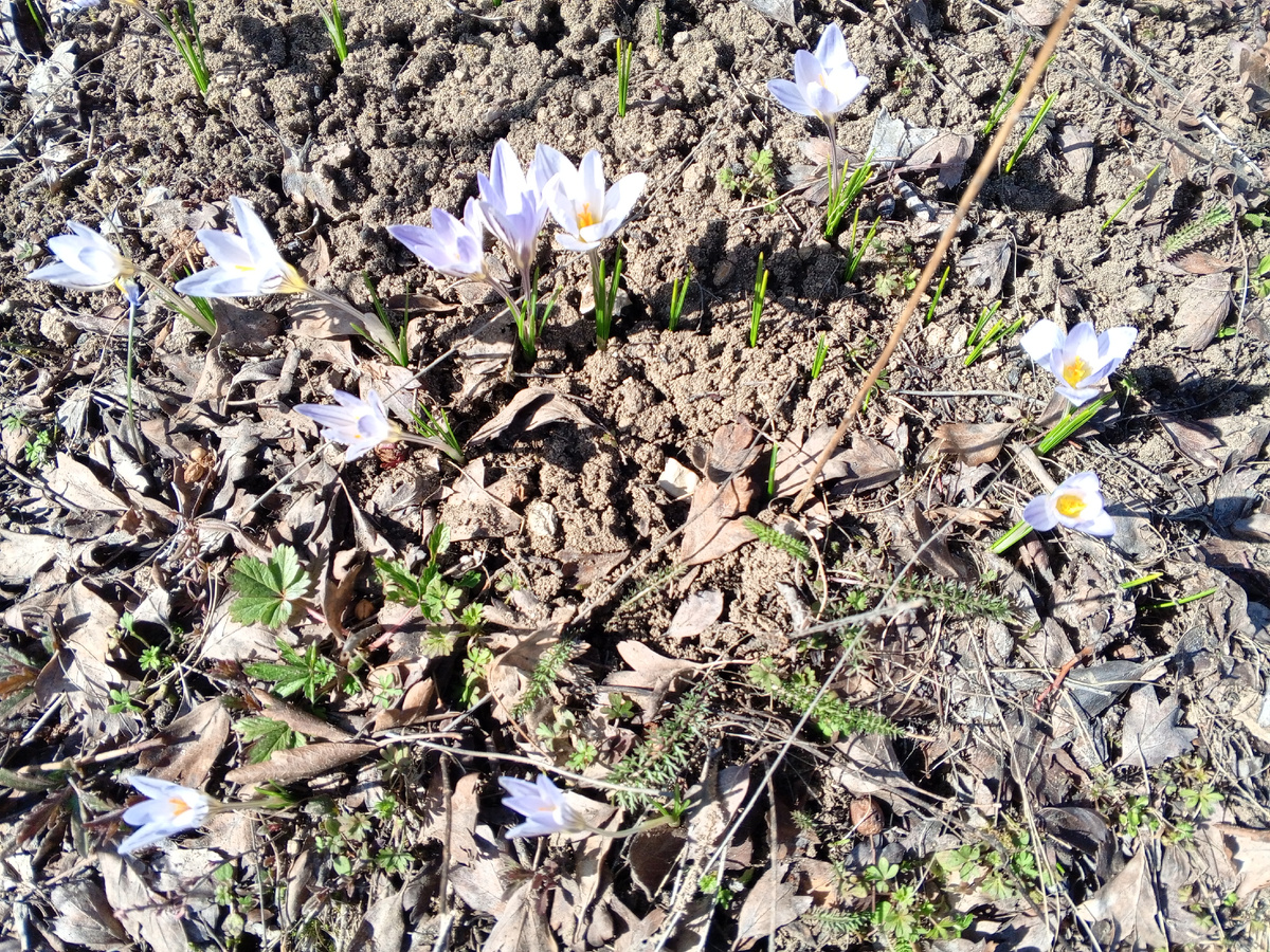 Крокусы. Фото авторов