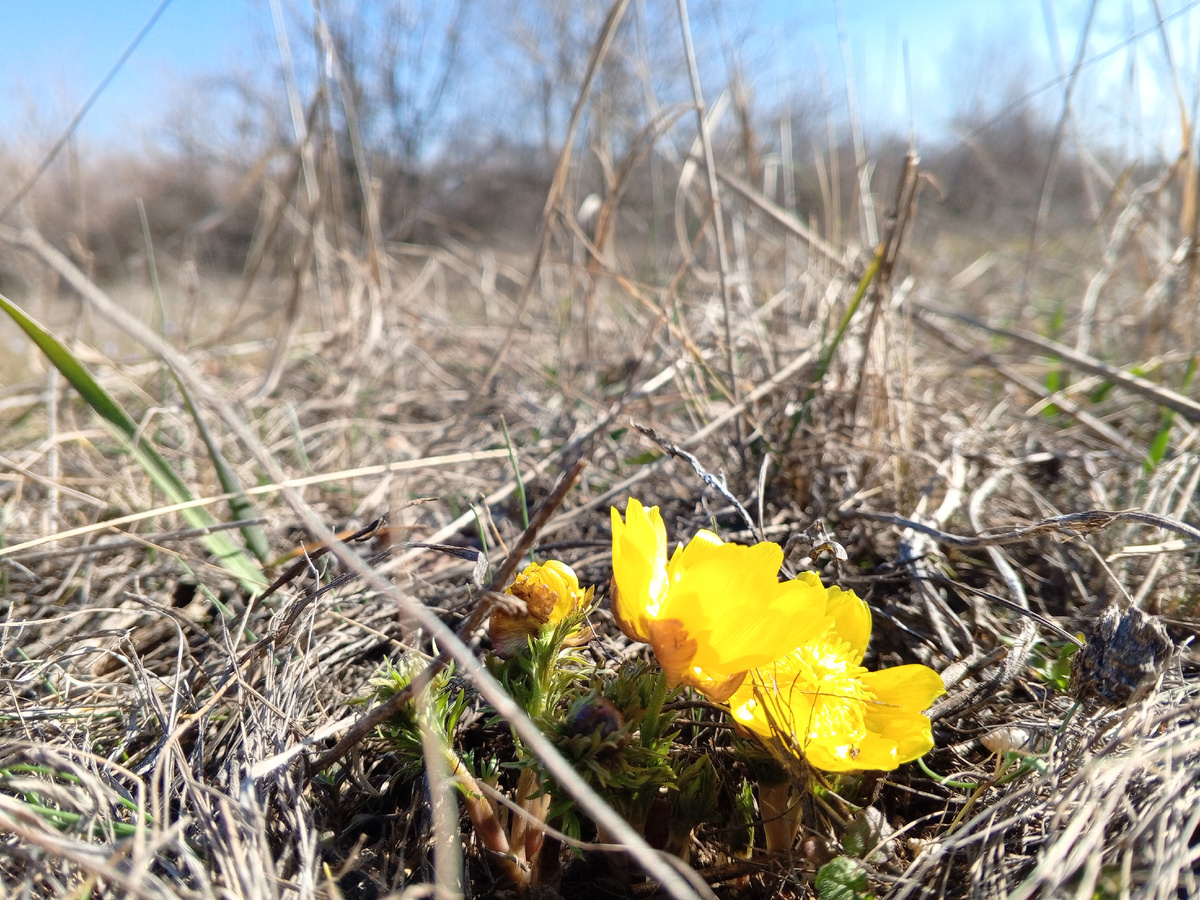 Адонис. Фото авторов