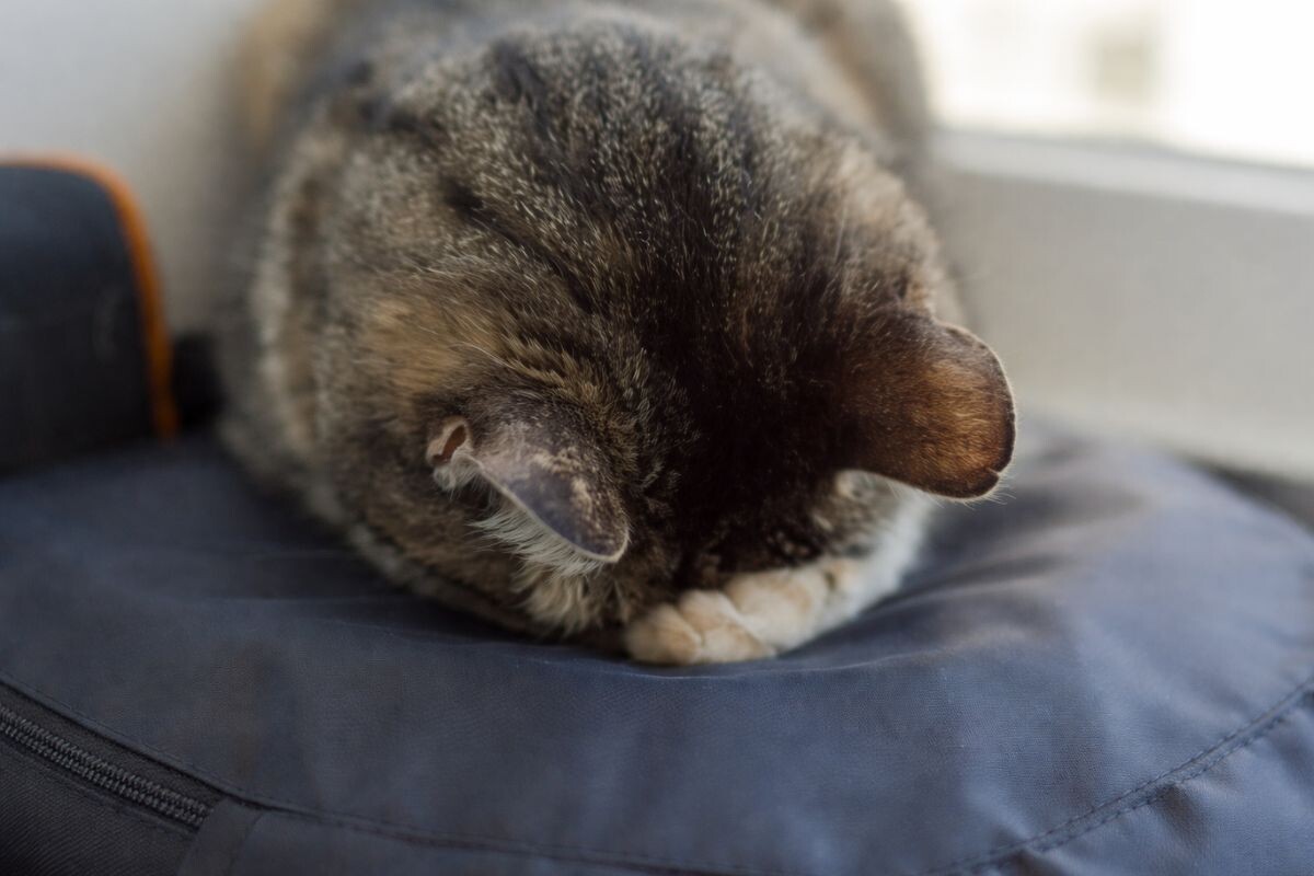 Кошка спит уткнувшись мордой вниз