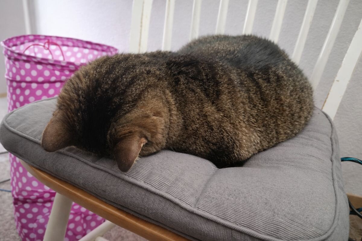Почему кот спит мордой вниз