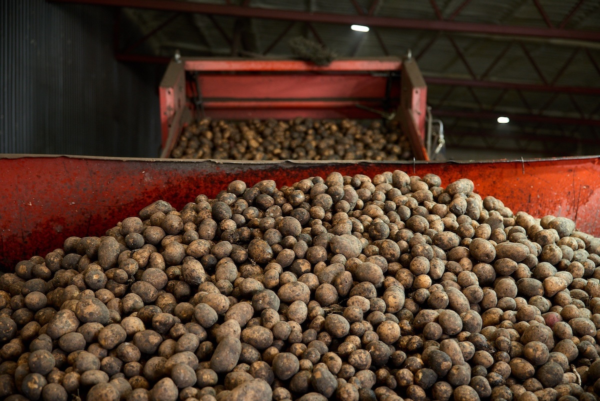    Теперь свежую продукцию местных фермеров можно увидеть на полках торговых сетей «Пятёрочка», «Перекресток» и «Чижик»