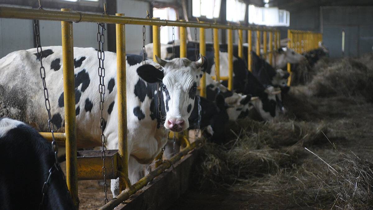    Фото: Пелагия Замятина / Вечерняя Москва