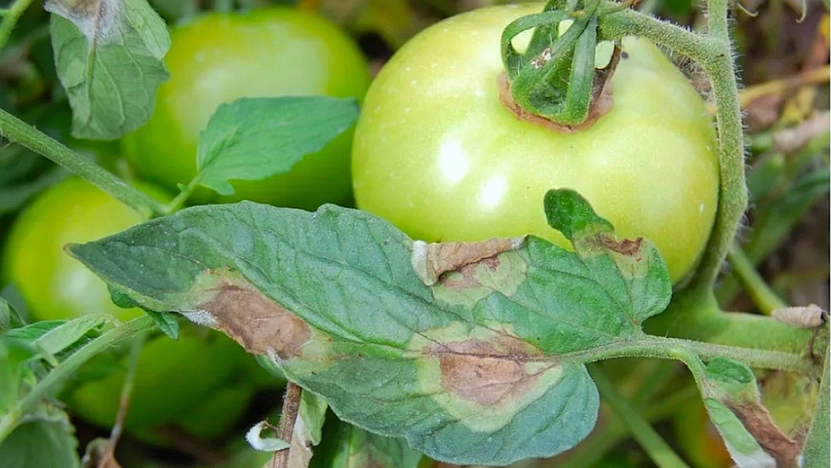 Видели такое? Это не засуха, это фитофтороз