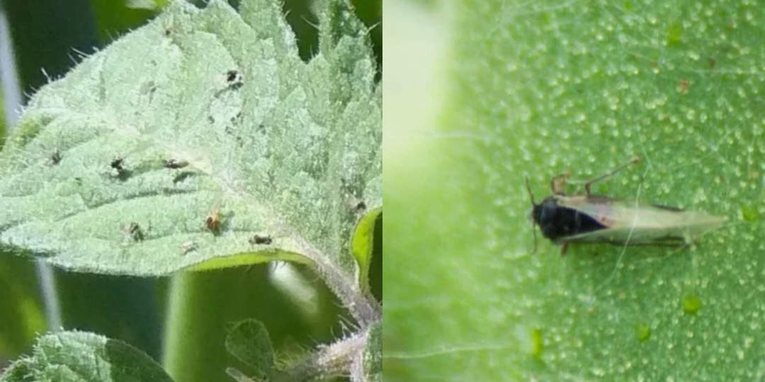 Мошки в рассаде возвращаются: 4 причины и способ остановить нашествие