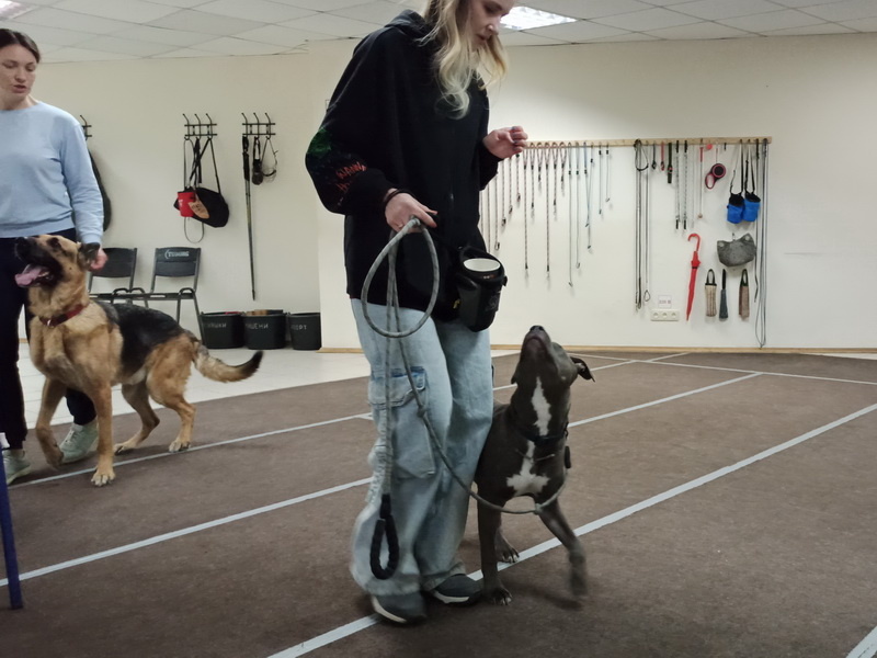 Американский стаффордширский терьер Ричи. Индивидуальное занятие по дрессировке (послушание). Тольятти, 01 марта 2026.