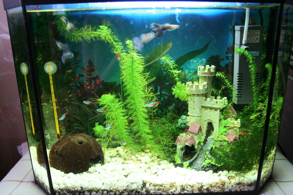 Мой первый аквариум