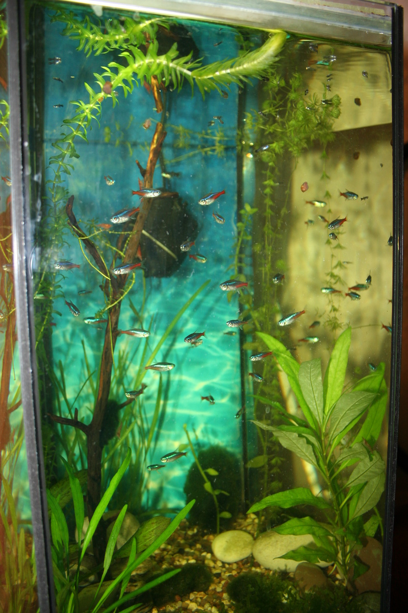 Мой второй аквариум - шестигранник