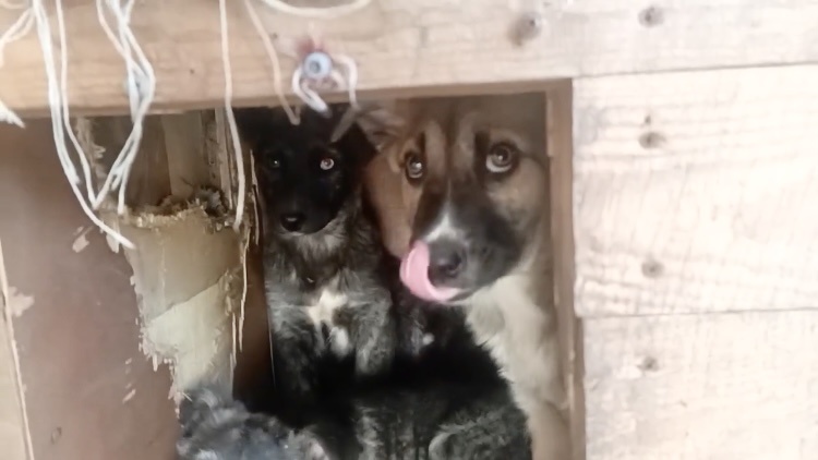 Что с остальными щенками и их мамой? Спасение всей семьи