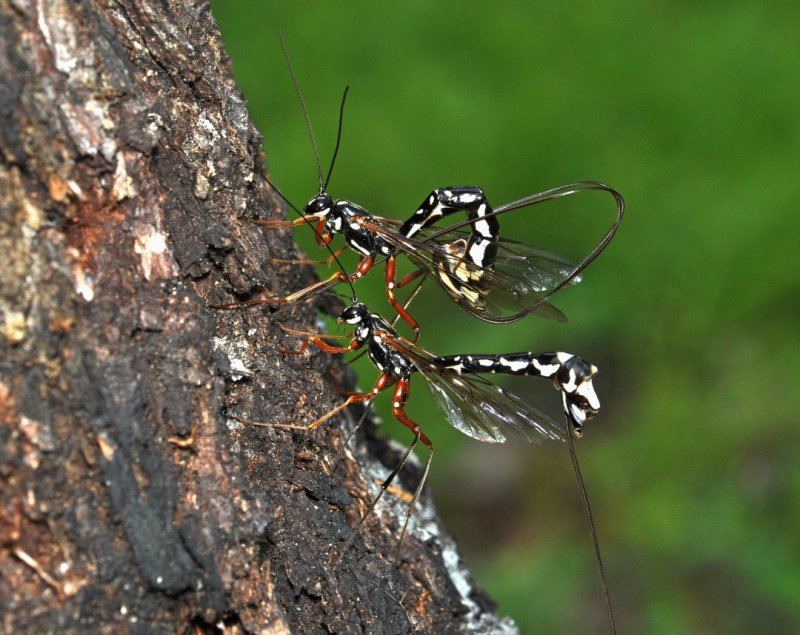    Энтомолог из Карелии открыл вид ос-наездников без жалКарельский научный центр / VK