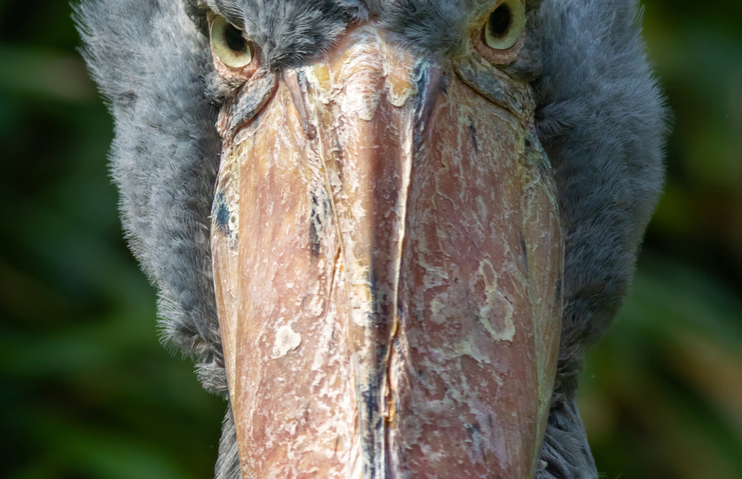 Китоглав: пришелец, динозавр или просто птица?