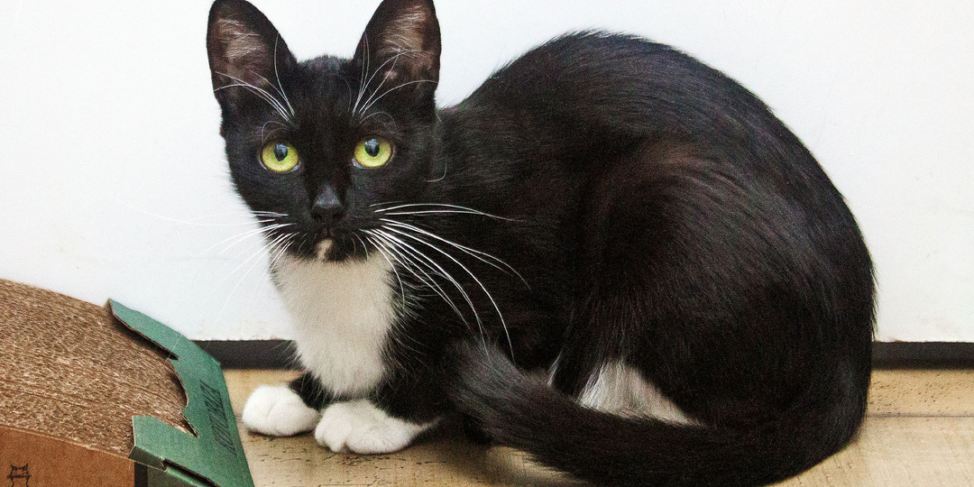 Кошка КАССАНДАРА ищет дом🏡