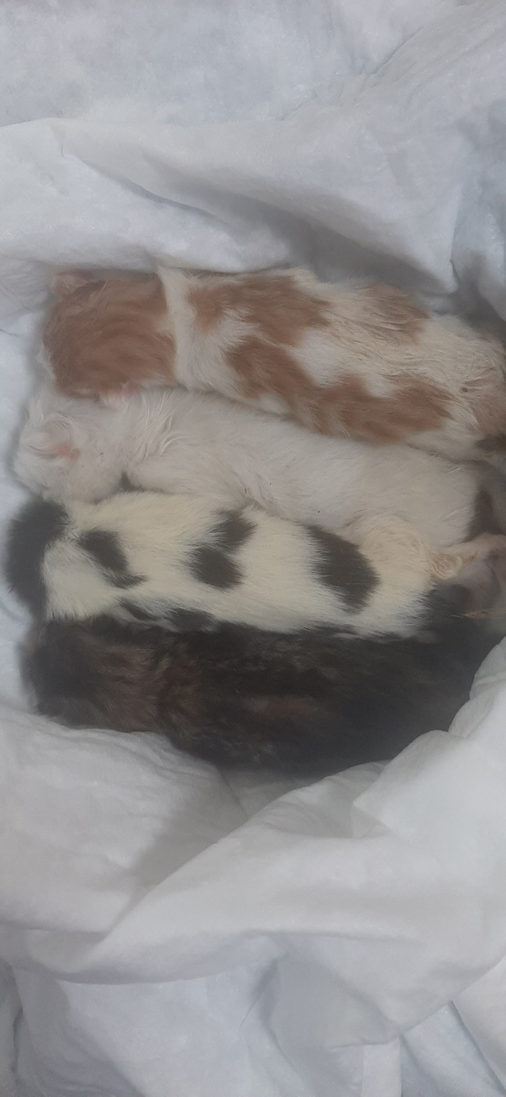 Бедные малыши. 