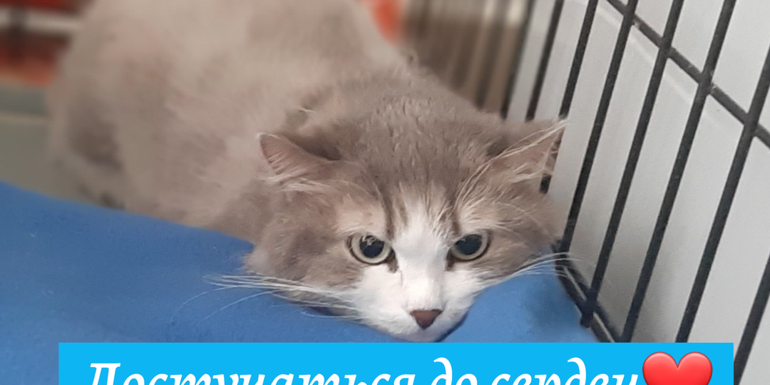 Достучаться до сердец...