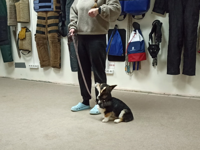 Вельш корги пемброк Эрон. Индивидуальное занятие по дрессировке (послушание). Тольятти, 01 марта 2026.