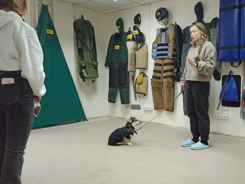 Вельш корги пемброк Эрон. Индивидуальное занятие по дрессировке (послушание). Тольятти, 01 марта 2026.