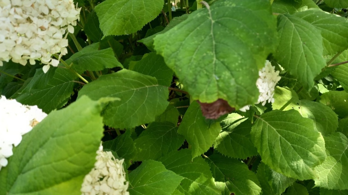 Вот с чего начинается работа. По виду куста уже можно определить, какая схема ему нужна