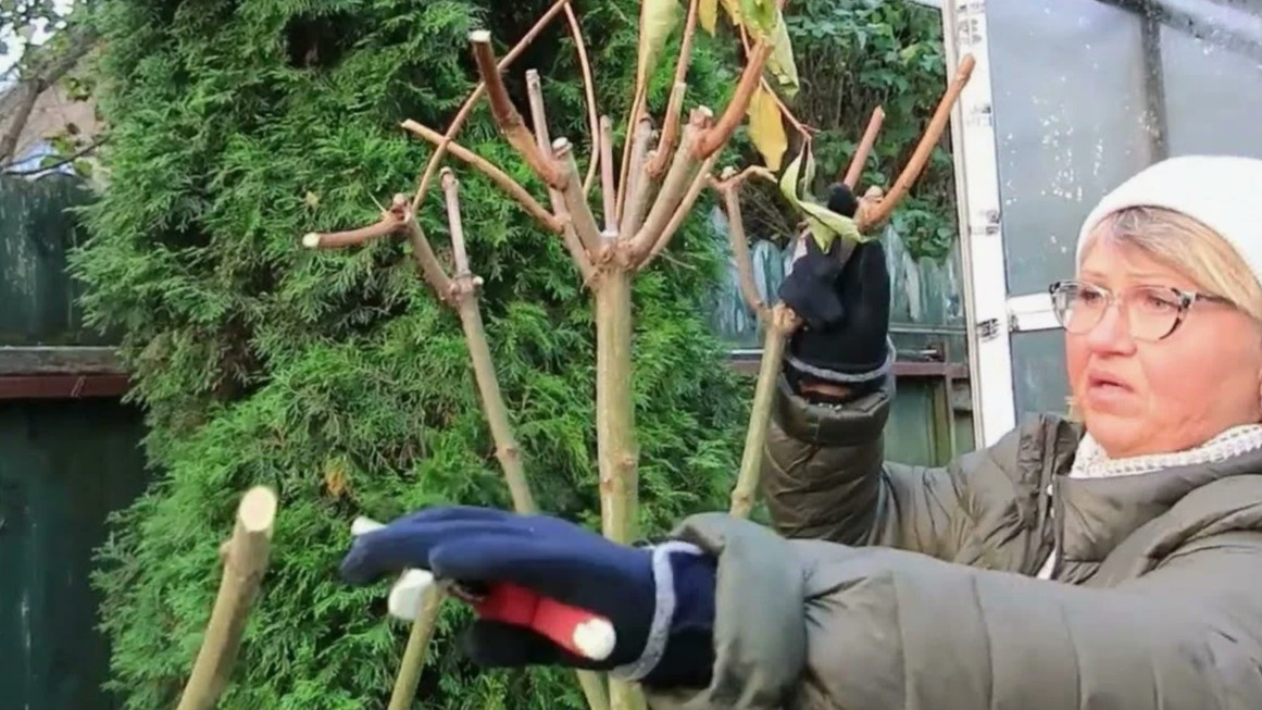 Светлая древесина на срезе — куст здоров и готов к обрезке