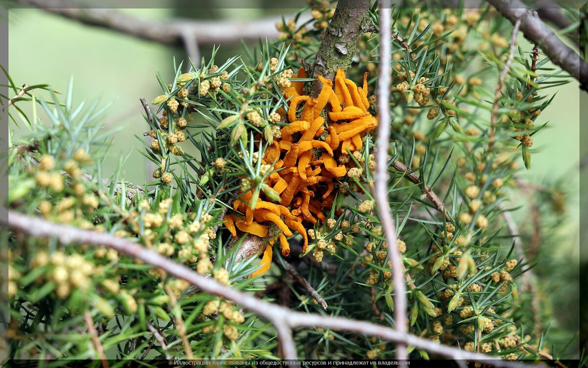 . Ржавчина на можжевельнике