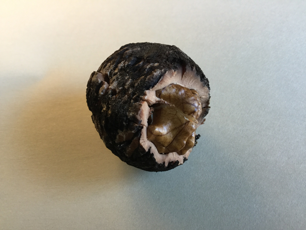 Чёрный Орех                                                                                                                                                     (By Geo Lightspeed7 - Own work, CC BY-SA 4.0, https://commons.wikimedia.org/w/index.php?curid=126273003)