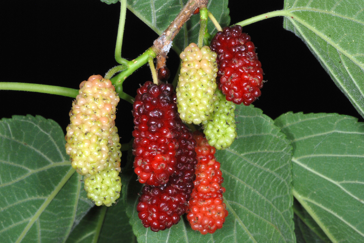Еще в Канзасе Красная Шелковица растёт (англ. Mulberry, лат. Morus Rubra), так что исторические названия рек типа Mulberry Creek указывают на неё. Красная она только когда незрелая, если что, основной месяй плодоношения - Июнь)                                                                                                       (By Douglas Goldman - Own work, CC BY-SA 4.0, https://commons.wikimedia.org/w/index.php?curid=131426881)