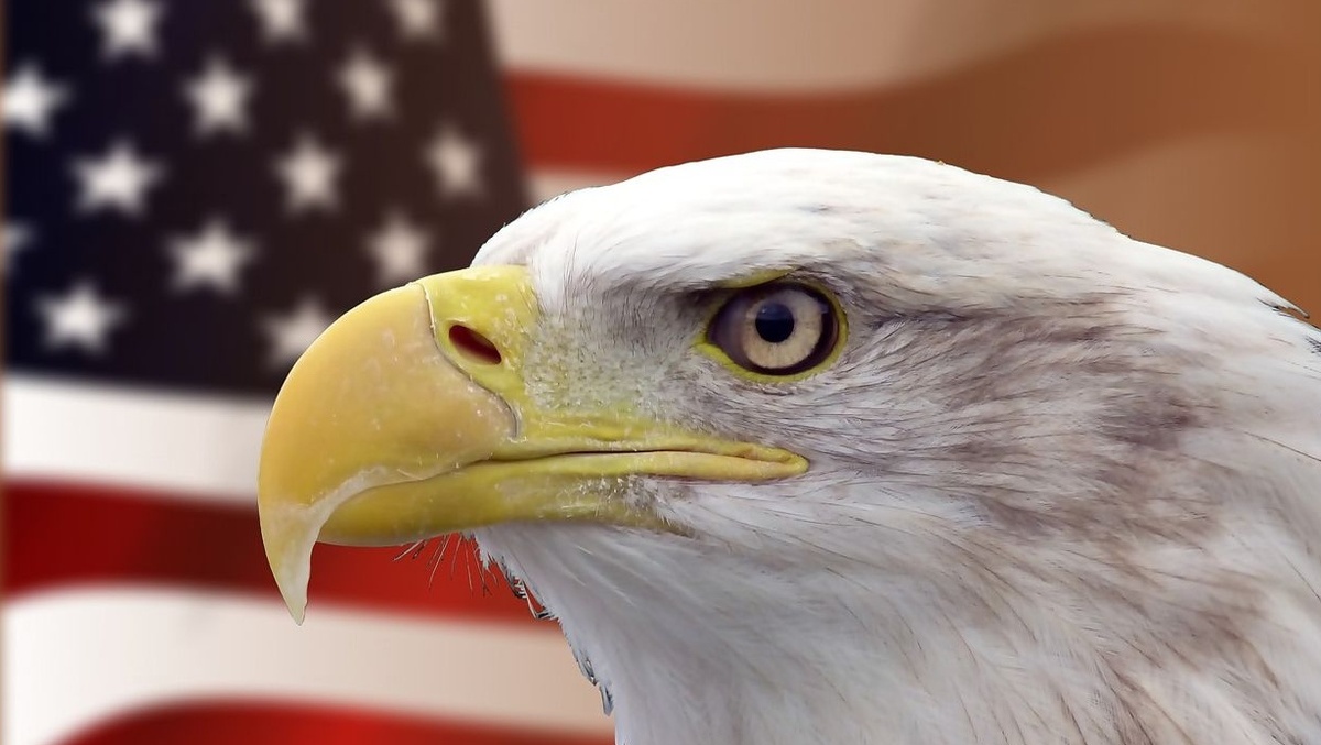     Белоголовый орлан на фоне флага США   
(cc) PeterKraayvanger