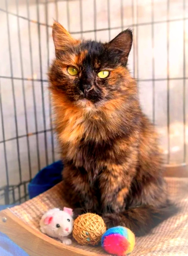 Малышка ищет дом....