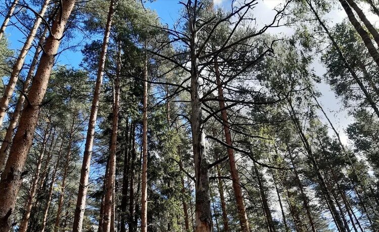    Фото: Лукьянов Дмитрий, AgroXXI.ru