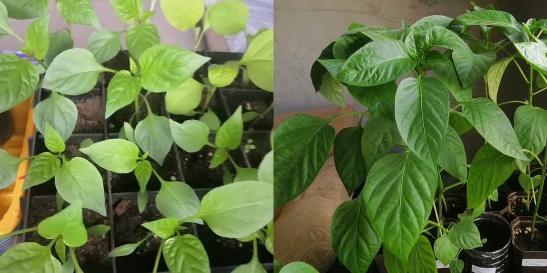 Прищипка перца над 7-м листом: куст дает больше урожая