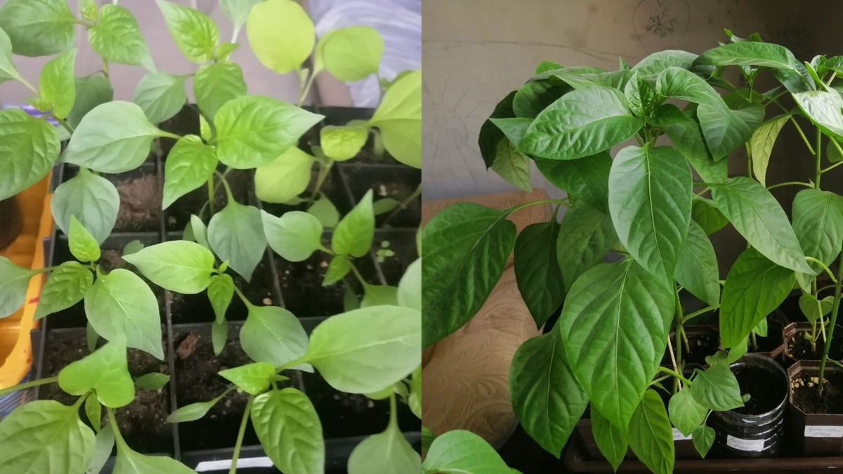 Справа — прищипнутый куст, слева — без прищипки. Разница видна уже через две недели