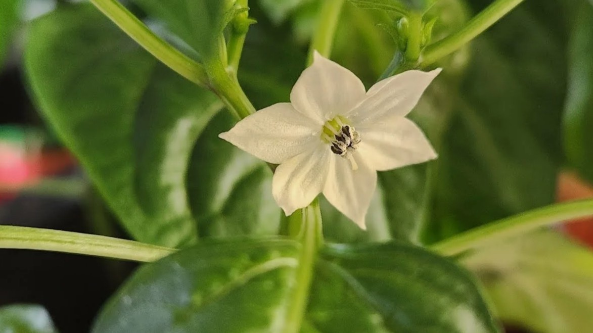 Через неделю после надреза — четыре пасынка уже пошли в рост