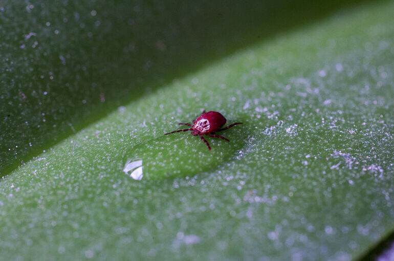   Тимур Ханов/«Парламентская газета»