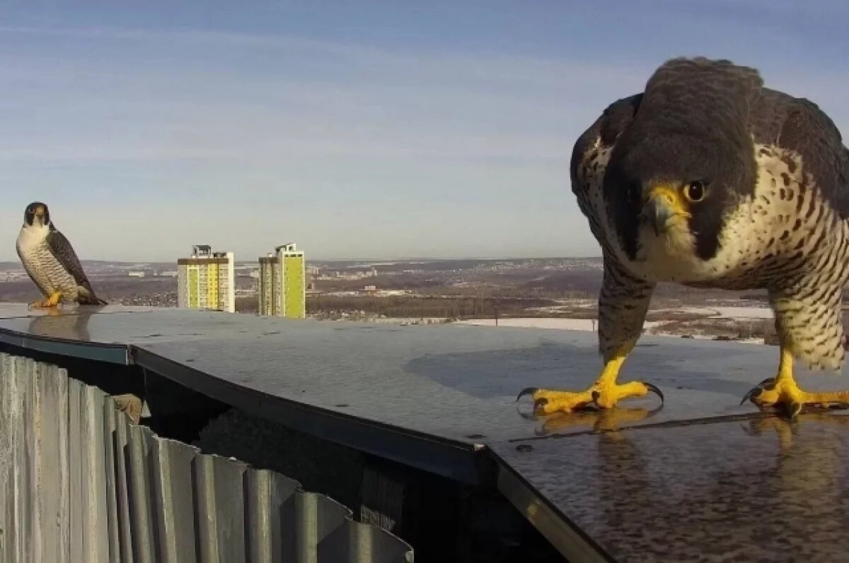    На крышу банка в Уфе вернулись соколы-сапсаны