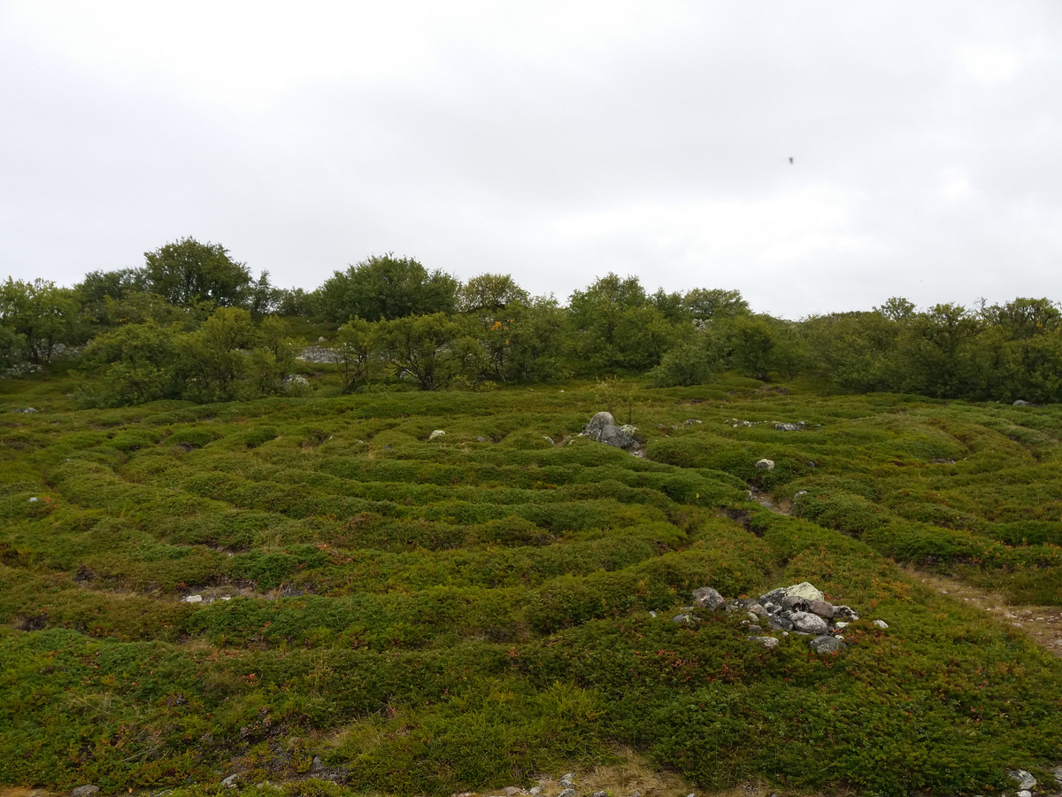 Каменный лабиринт на Заяцком острове. Соловецкий архипелаг, Белое море. Место силы Русского Севера