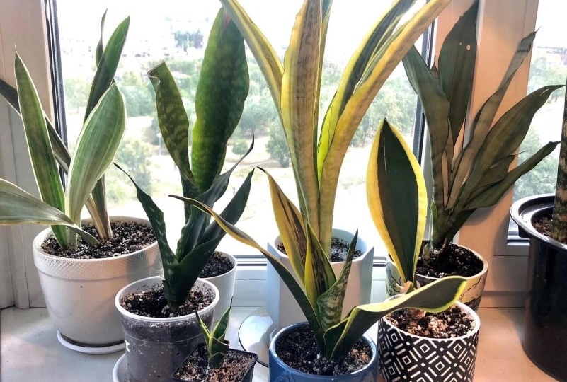 Влажное облако для сансевиерий, как создать без увлажнителя