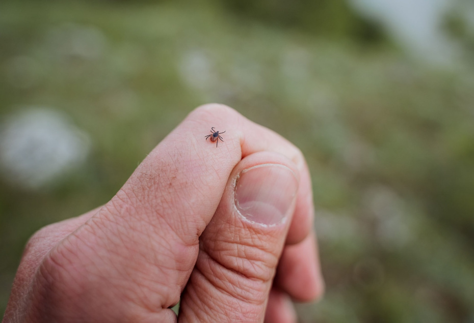    Shutterstock/FOTODOM