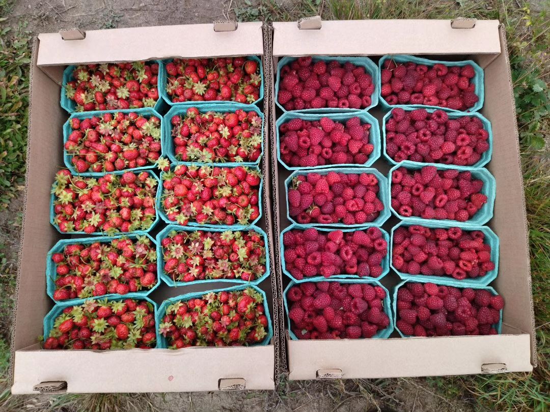 Наш собраный уражай