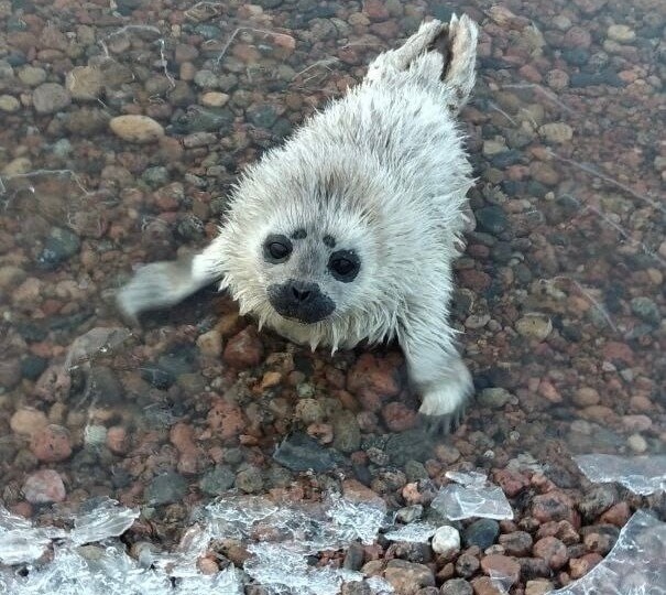 КАК ПРОШЛА ЗИМА У БАЛТИЙСКОЙ НЕРПЫ?