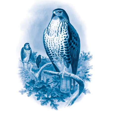   Buteo vulgaris. Обыкновенный канюк Манн, Иванов и Фербер, 2026