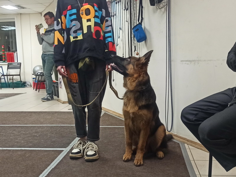 Немецкая овчарка Микки. Занятие в группе по дрессировке (послушание). Тольятти, 17 октября 2024.