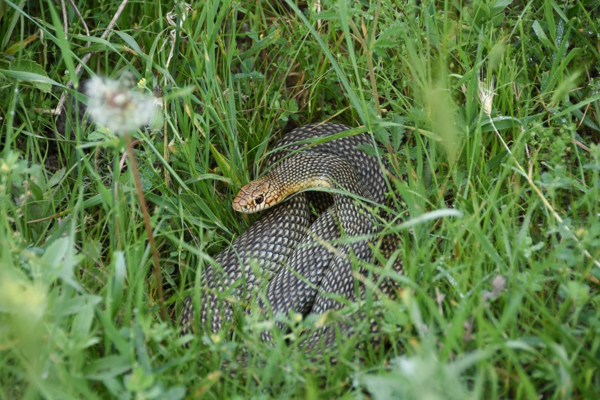 Фото: Гала Амарандо